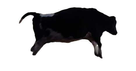 Tierpatenschaft an Kuh "Brunhilde"