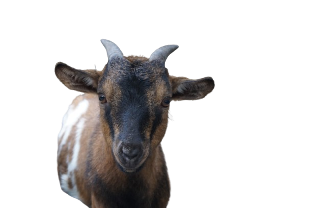 Tierpatenschaft an Ziege "Heinzi"