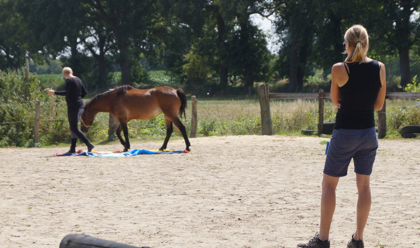 Bildungsurlaub: Führung!? Echt & wirksam - Führungskompetenz pferdegestützt