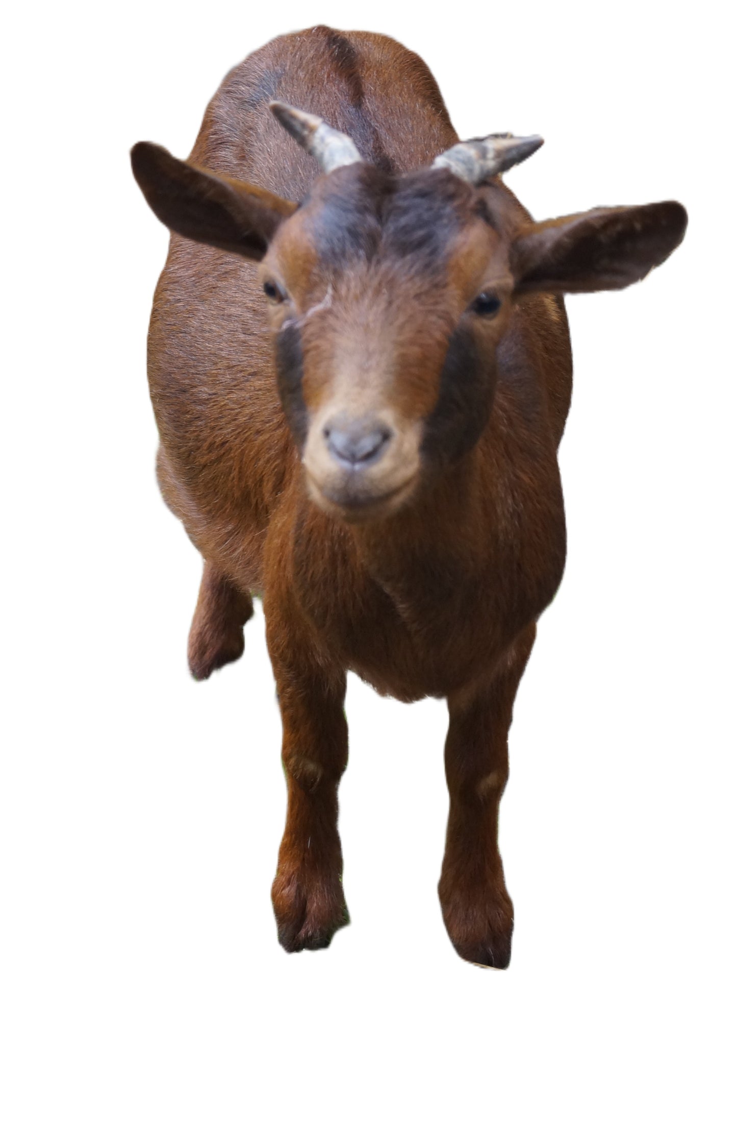 Tierpatenschaft an Ziege "Hermine"