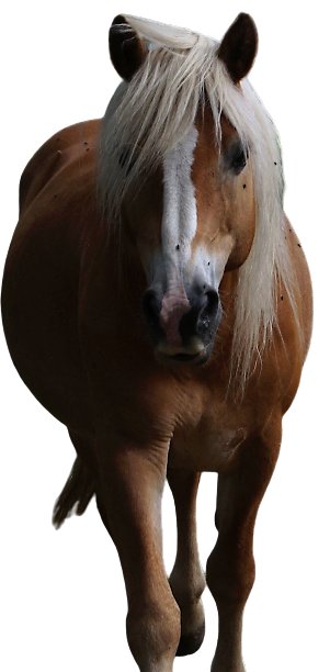 Tierpatenschaft an Pony "Anton"