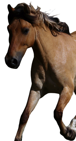 Tierpatenschaft an Pony "Smokey"