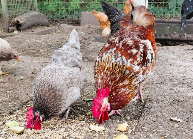 06.03.2026 - Eltern-Kind-Zeit: Frühling auf dem Bauernhof