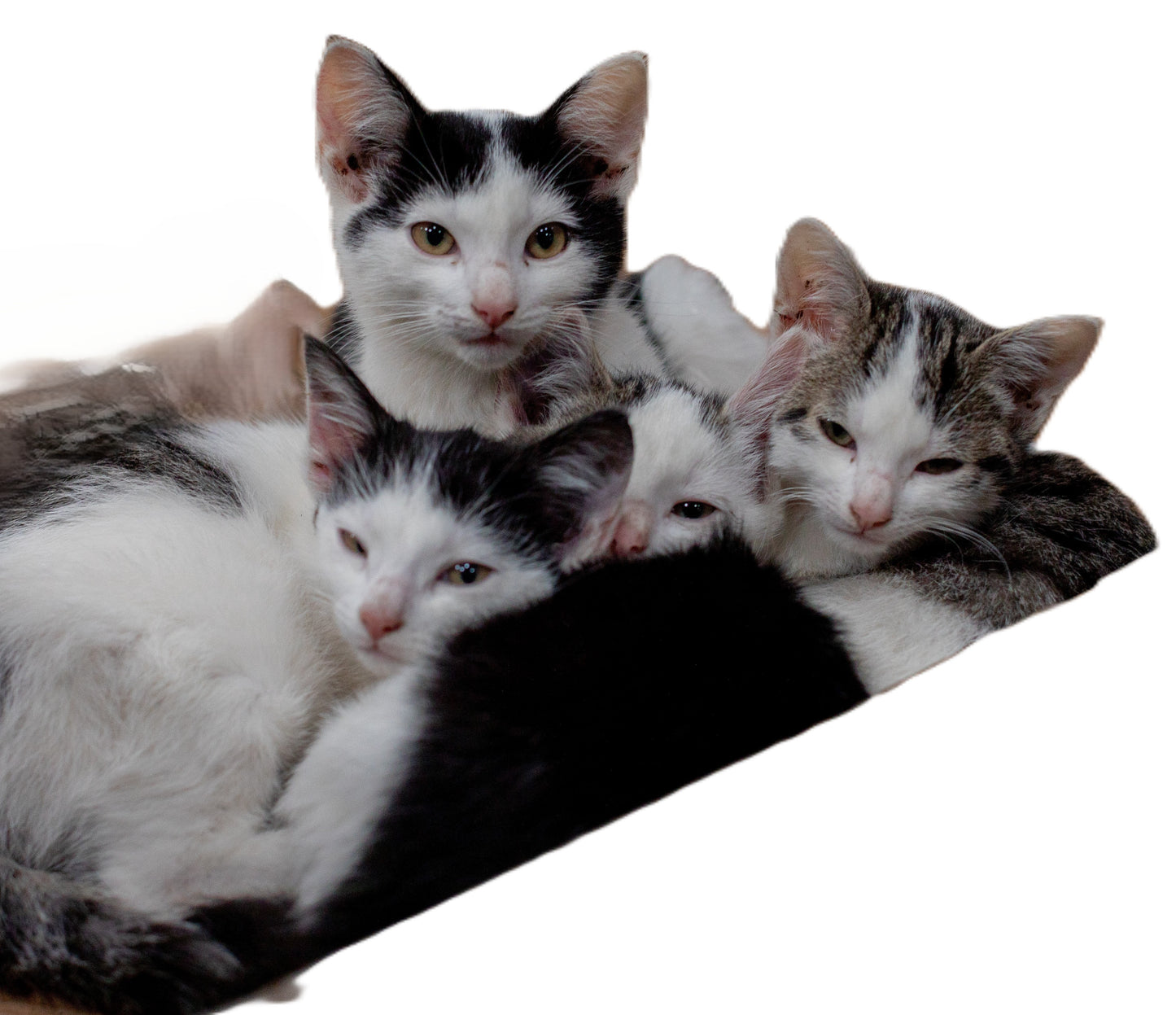 Tierpatenschaft an Katze "Hertha"