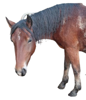 24.01.26 - Erste-Hilfe-Kurs für Pferde