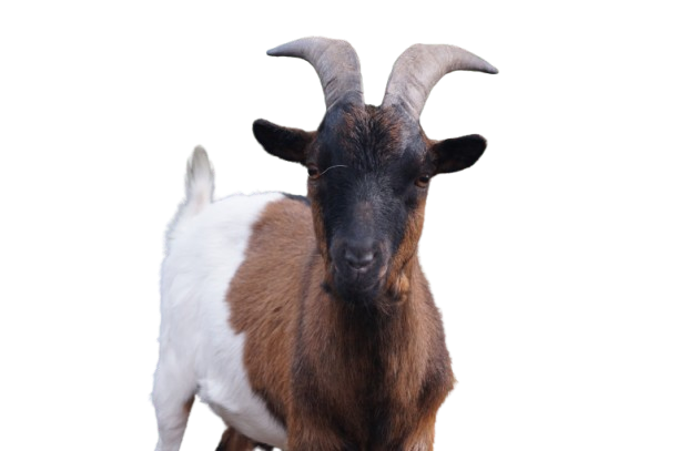 Tierpatenschaft an Ziege "Mr. Bachmann"