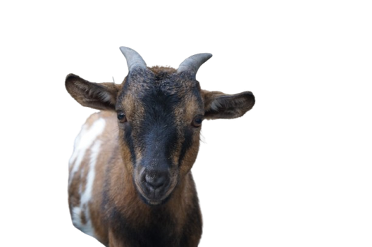 Tierpatenschaft an Ziege "Heinzi"