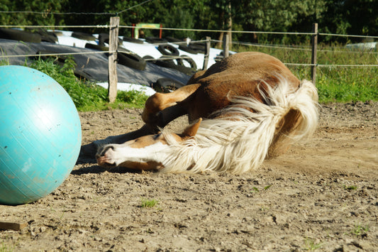 Tageskurs: Den Pferden etwas Gutes tun - durch TTouches