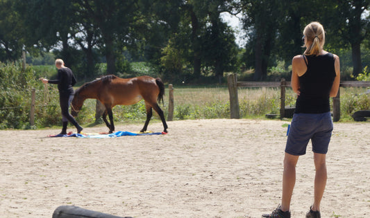 Bildungsurlaub: Führung!? Echt & wirksam - Führungskompetenz pferdegestützt