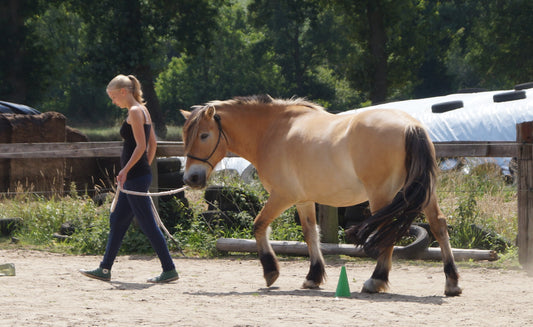 Bildungsurlaub: Führung!? II Mit innerer Stärke - Pferdegestützte Resilienz & Selbstführung erleben