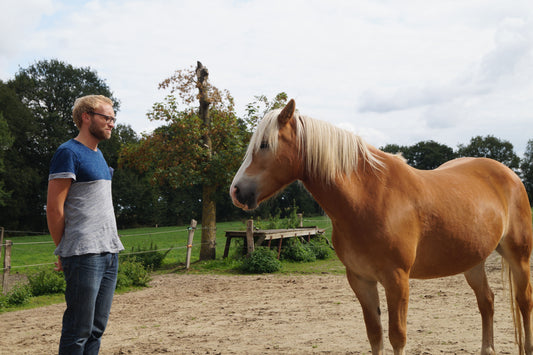 Tageskurs - Pferdegestütztes Coaching: Führung lernen durch Pferde