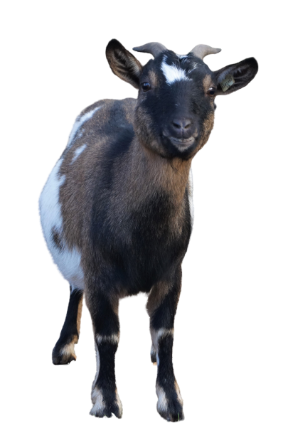 Tierpatenschaft an Ziege  "Dina"