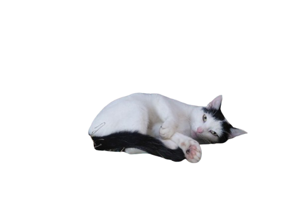 Tierpatenschaft an Katze "Findus"