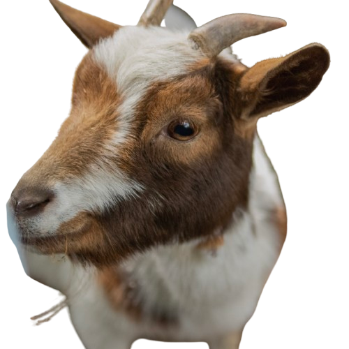 Tierpatenschaft an Ziege "Frida"
