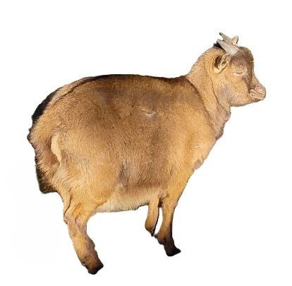 Tierpatenschaft an Ziege "Hermann"