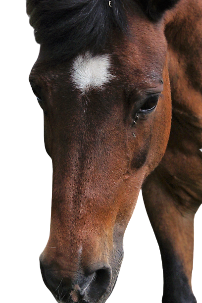 Tierpatenschaft an Pony "Bella"