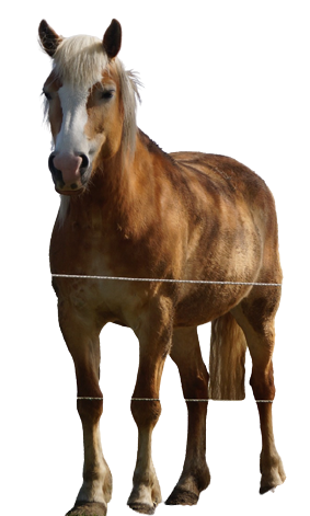 Tierpatenschaft an Pony "Dorle"