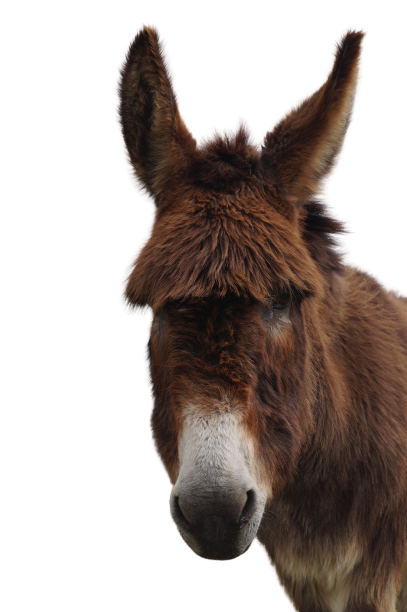 Tierpatenschaft an Esel "Jenny"