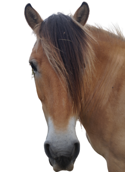 Tierpatenschaft an Pony "John"