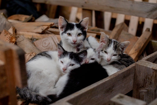 Entspannung in der Natur für Erwachsene - Septemberkurs