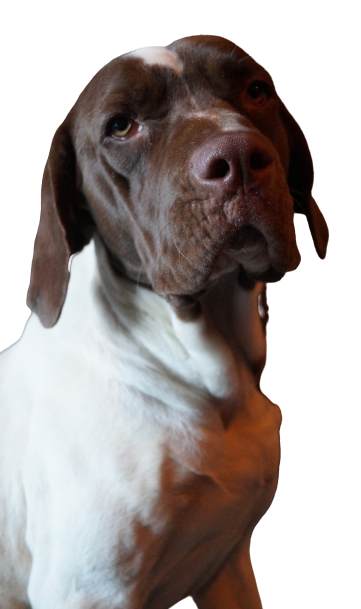 Tierpatenschaft an Hund "Lola"