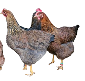 Tierpatenschaft an einem Huhn