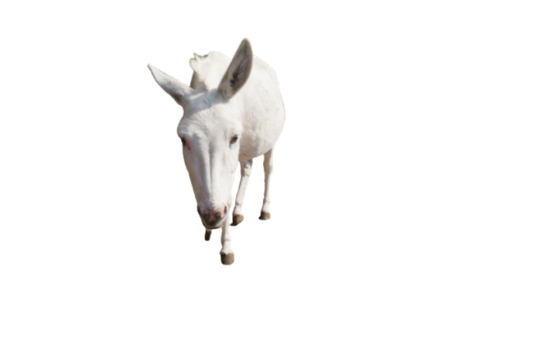 Tierpatenschaft an Esel "Laska"