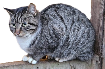 Tierpatenschaft an Katze "Paula"