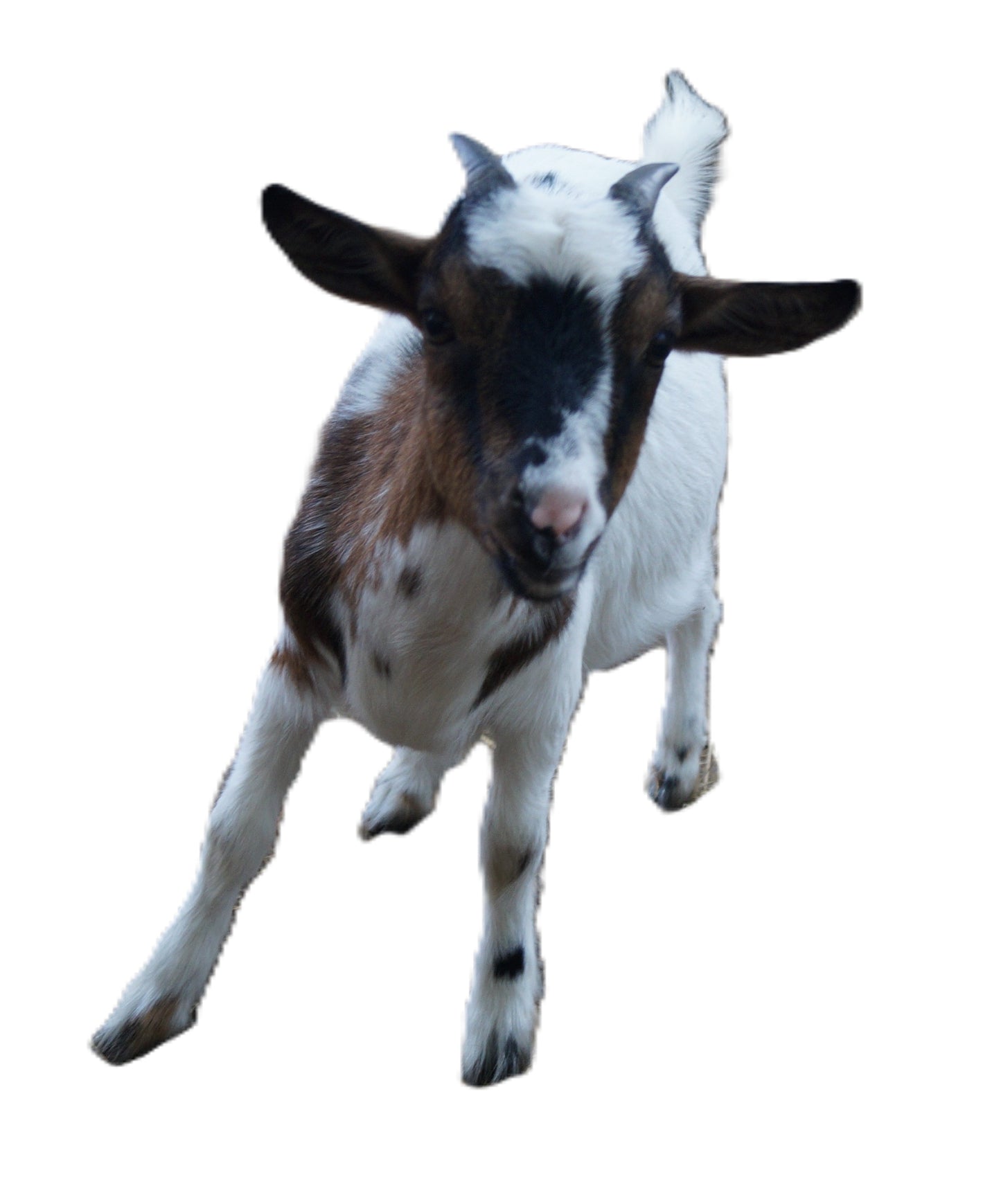 Tierpatenschaft an Ziege "Piet"