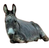 Tierpatenschaft an Esel "Rufus"