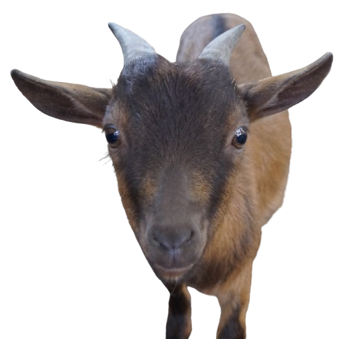 Tierpatenschaft an Ziege "Hermann"