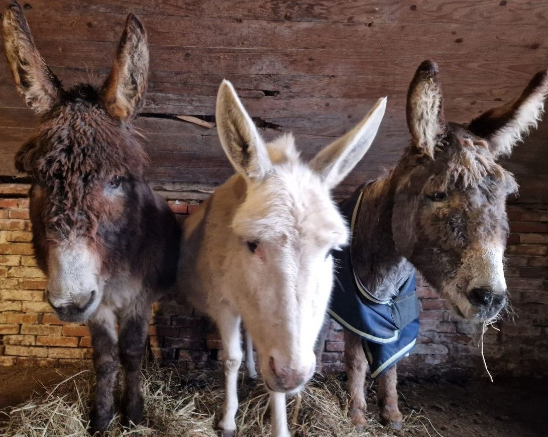 23.10. - Zusatztermin Eselzeit auf dem Hof Schatteburg für 5 - 10 Jährige