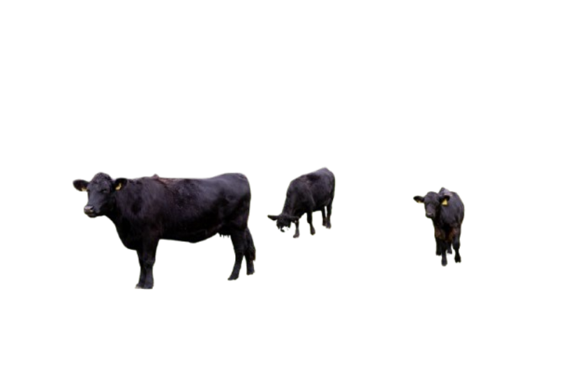 Tierpatenschaft an einer Kuh der Welsh-Black-Herde